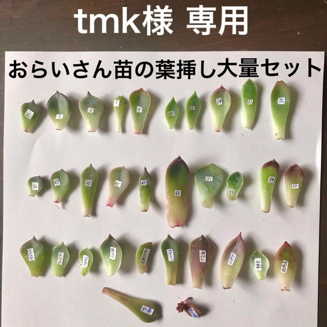 tmk様／葉挿し30枚セットご確認用ページ ハンドメイドのフラワー/ガーデン(その他)の商品写真