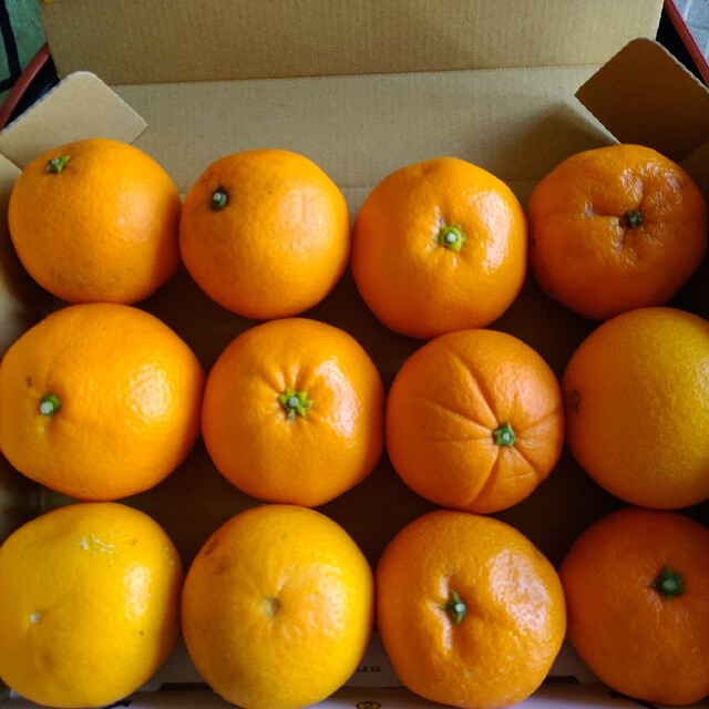 和歌山産柑橘類詰め合わせ一箱 食品/飲料/酒の食品(フルーツ)の商品写真