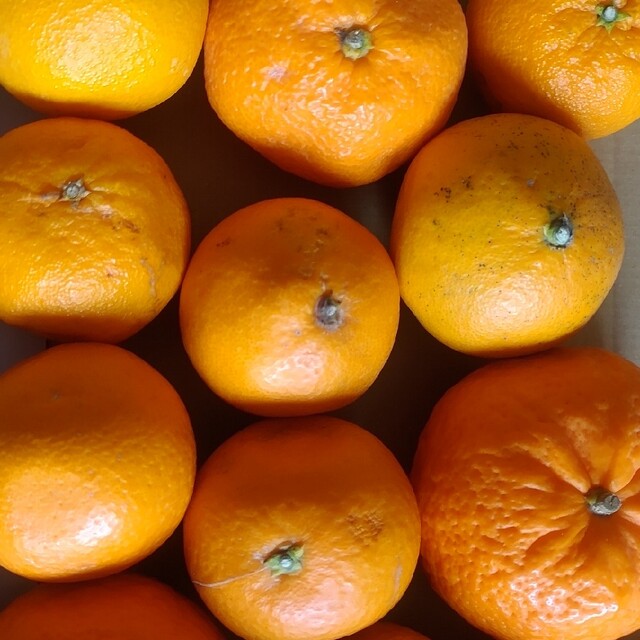 和歌山産柑橘類詰め合わせ一箱 食品/飲料/酒の食品(フルーツ)の商品写真