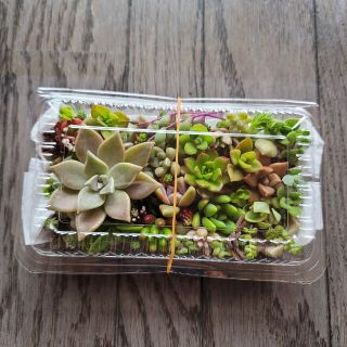 多肉植物　普及種　カット苗　詰め合わせ(プランター)