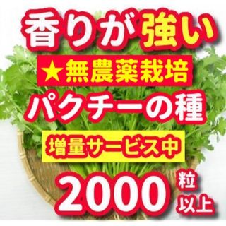 パクチー種22g【無農薬栽培の種】香りが強い品種、令和5年産・増量サービス(野菜)