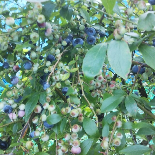 島根県産 農薬・化学肥料不使用 冷凍 ブルーベリー 1kg 食品/飲料/酒の食品(フルーツ)の商品写真