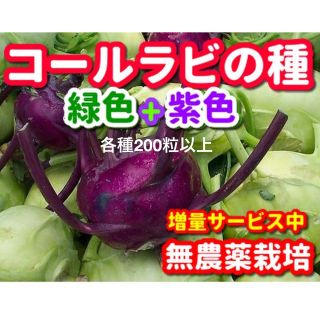 コールラビの種・各200粒以上✦合計400粒以上✦無農薬栽培の種・増量サービス中(野菜)