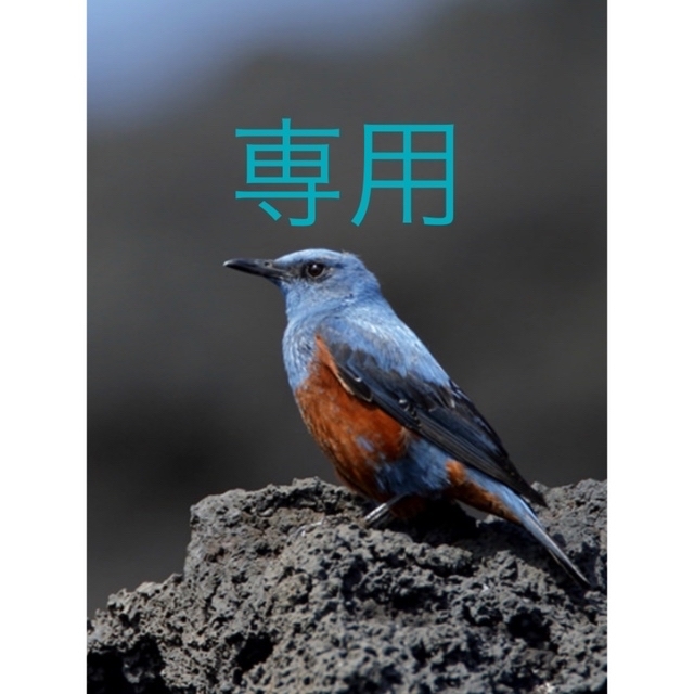 doTERRA - ふるこ様専用doTERRAミストスプレー&ベジカプセルの通販 by