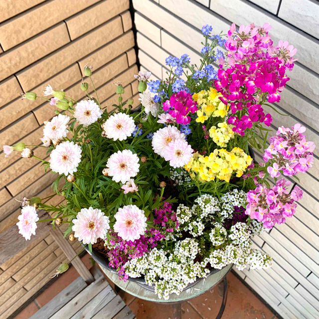 上質な鉢に豪華な寄せ植え♪ ハンドメイドのフラワー/ガーデン(プランター)の商品写真