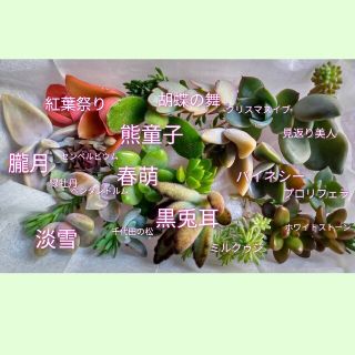 多肉植物のカット苗(プランター)