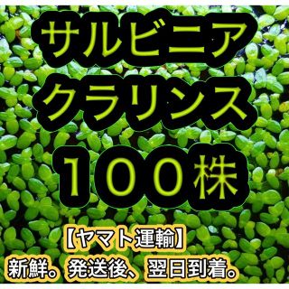 ★サルビニアクラリンス１００株 浮草 水草 ビオトープ メダカ めだか(アクアリウム)