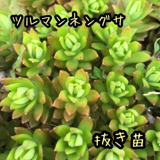 多肉植物 ツルマンネングサ  抜き苗  梱包込 約50ｇセダム (その他)