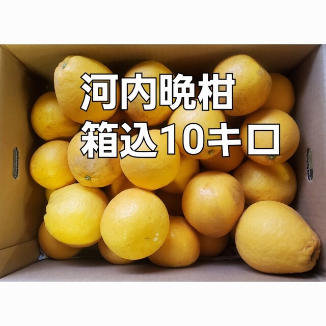 熊本県産　河内晩柑　箱込10キロ 食品/飲料/酒の食品(フルーツ)の商品写真