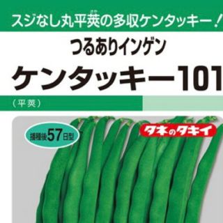 野菜種インゲン ケンタッキー１０１ 野菜種15粒(野菜)