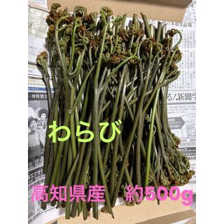 高知県産 わらび 無農薬 500g ワラビ 山菜(野菜)