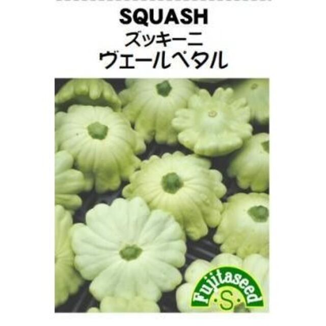 <野菜の種>珍しいズッキーニ ヴェールペタル 8粒 花形グリーン ハンドメイドのフラワー/ガーデン(プランター)の商品写真