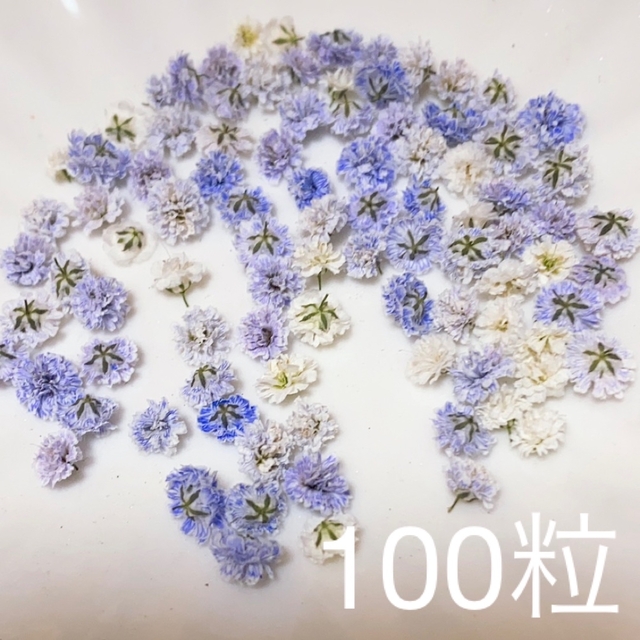 (01)かすみ草ドライフラワー100粒 ハンドメイドのフラワー/ガーデン(ドライフラワー)の商品写真