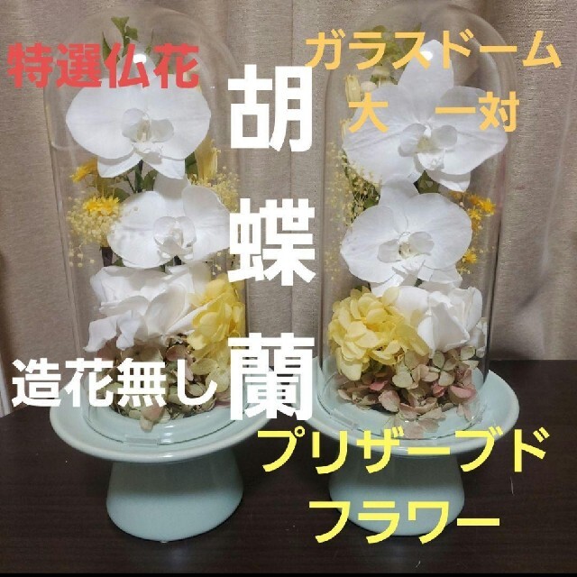 特選仏花 造花無し ガラスドーム 大 一対 胡蝶蘭 プリザーブドフラワー