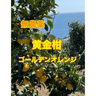 無農薬　黄金柑（ゴールデンオレンジ）　箱込み1､7kg    小田原・片浦産(フルーツ)