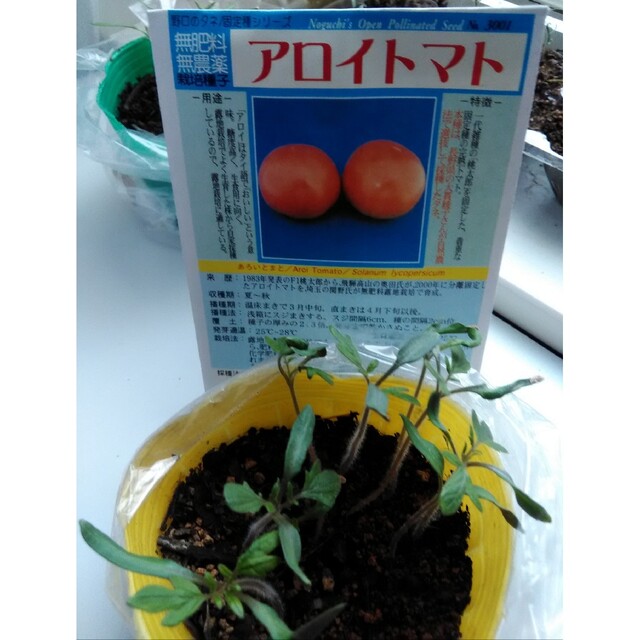 1月～6月に播種　希少種　アロイトマトの種　10粒　野菜の種 その他のその他(その他)の商品写真
