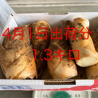 4月1日出荷分　たけのこ　1.3キロ ぬか唐辛子付き(野菜)