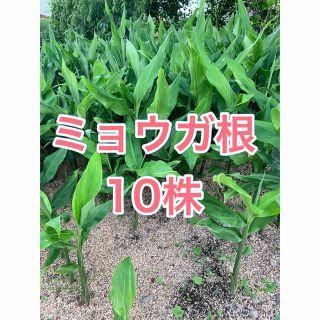 ★2023年産★朝掘り ミョウガ苗 みょうが根 みょうが 約10株 R-3(野菜)