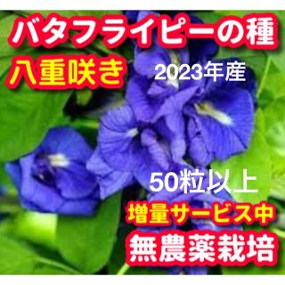 バタフライピー種・八重咲き【50粒以上】★無農薬栽培の種、増量サービス中(野菜)