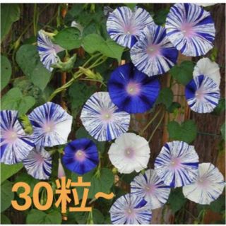 朝顔   江戸風情の種    ３０粒～(プランター)