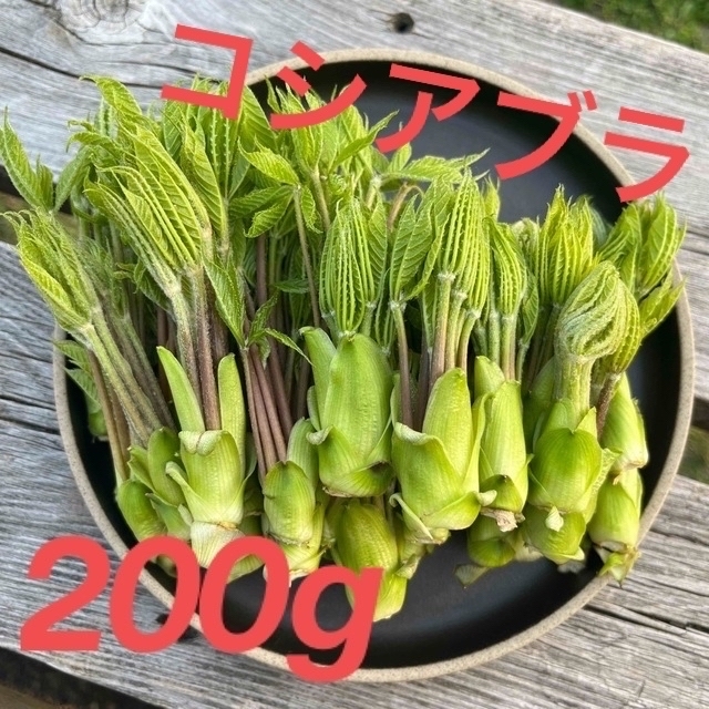 コシアブラ 食品/飲料/酒の食品(野菜)の商品写真