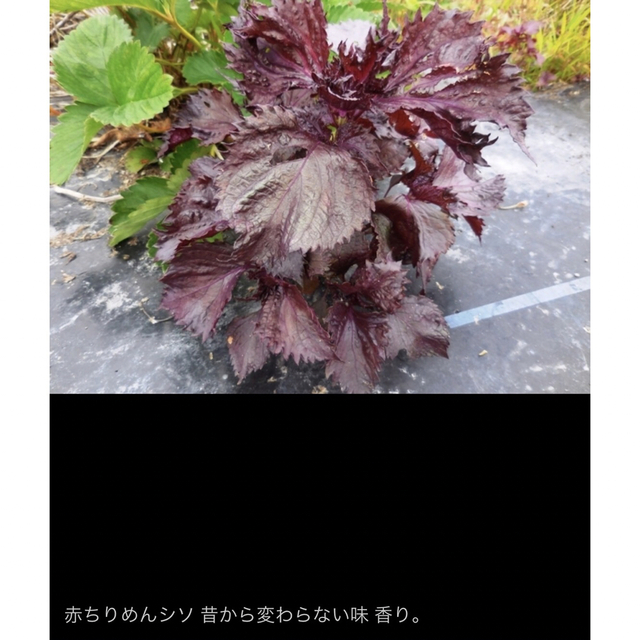 昭和からの味 香り ちりめん 赤しそ 300粒 和のハーブ スプラウト 発芽野菜の通販 by みさ's shop|ラクマ