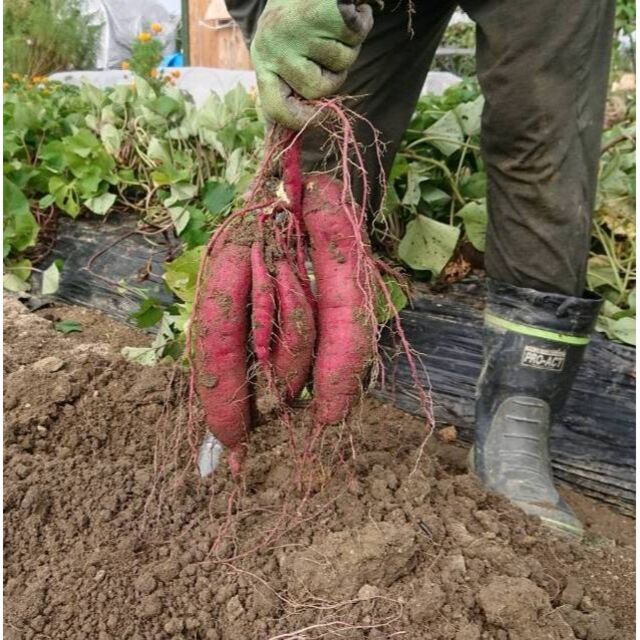 さつまいも　紅はるか　農薬不使用  1.5kg 食品/飲料/酒の食品(野菜)の商品写真