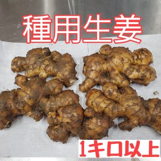 種生姜(土佐一 大生姜)1キロ以上(野菜)