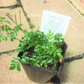 ハゴロモジャスミン　苗　観葉植物　ホワイト 白　花木(その他)