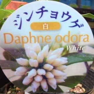 ジンチョウゲ　苗　観葉植物　花木(その他)