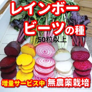 レインボービーツの種【50粒以上】★無農薬栽培の種・増量サービス中(野菜)