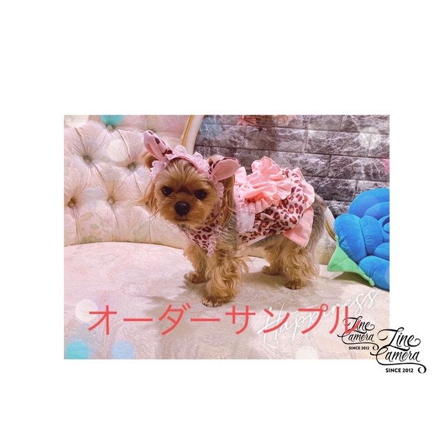 B270.pon2pan2☆ハンドメイドオーダー犬服☆ワンコ服