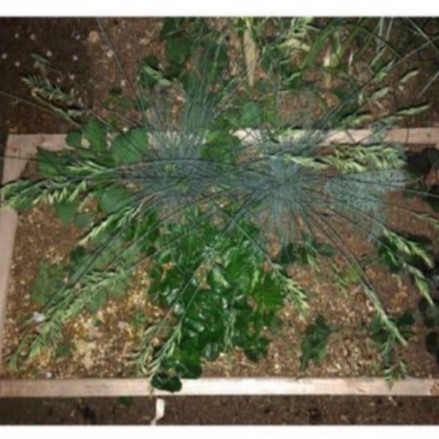 フェスツカ グラウカ エリジャブルー 多年草 耐寒性グラス  ハンドメイドのフラワー/ガーデン(その他)の商品写真