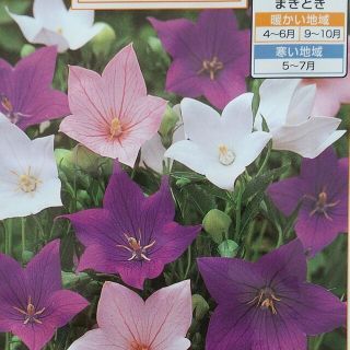 花の種        桔梗ミックス＋オマケ(その他)