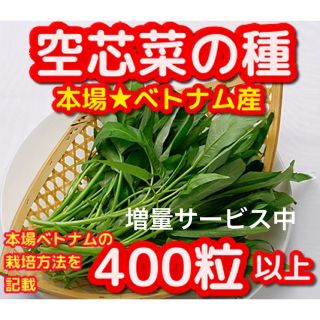 空芯菜の種22g【400粒以上】★無農薬栽培の種、本場ベトナム産・増量サービス中(野菜)