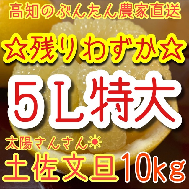 土佐文旦　ぶんたん　柑橘　 10kg 5Lサイズ 食品/飲料/酒の食品(フルーツ)の商品写真