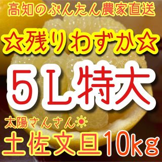 土佐文旦　ぶんたん　柑橘　 10kg 5Lサイズ(フルーツ)