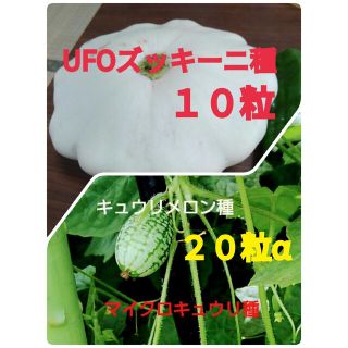 UFOズッキーニ種白➕マイクロキュウリ種(野菜)