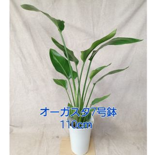 観葉植物オーガスタ7号鉢高さ110cm【全国送料無料】(その他)