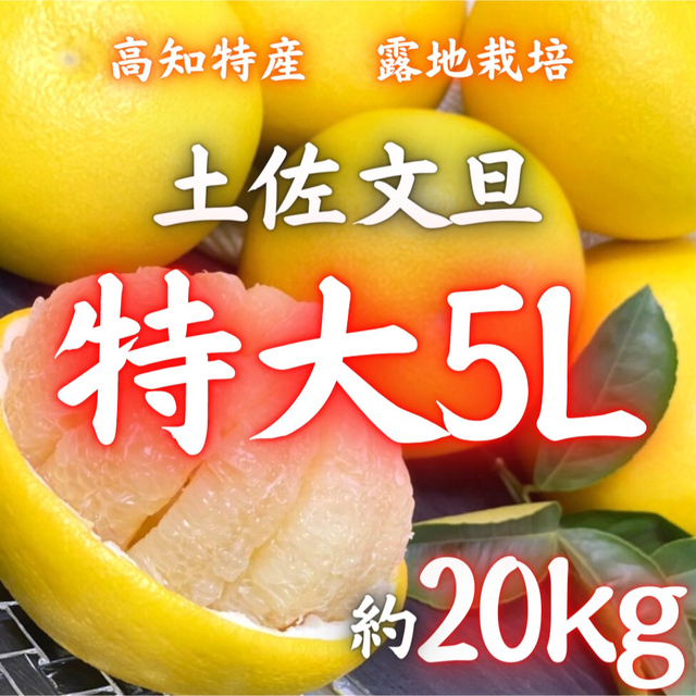 食品/飲料/酒高知特産 露地栽培 土佐文旦 文旦 約20kg 特大サイズ