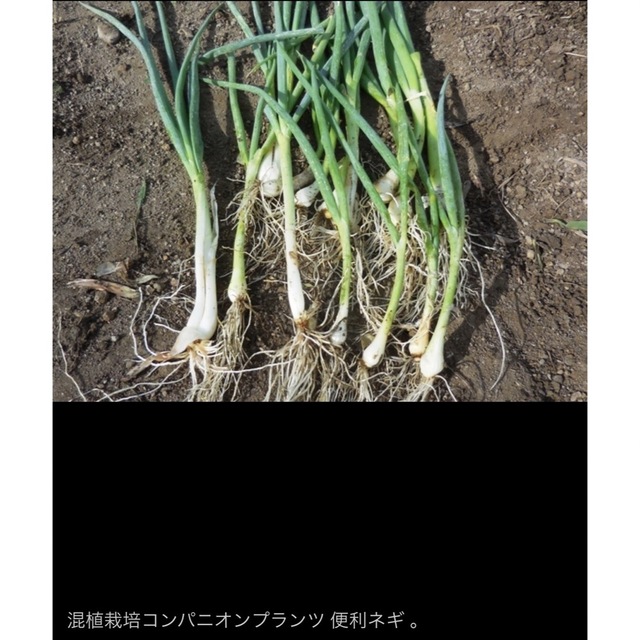 便利ネギ　白ネギ 長ネギ　葉ねぎ 青ねぎ 10苗 食品/飲料/酒の食品(野菜)の商品写真