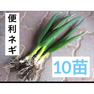 便利ネギ　白ネギ 長ネギ　葉ねぎ 青ねぎ 10苗(野菜)