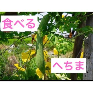 健康野菜 食べる ヘチマ ナーベーラー 15粒/緑のカーテン　家庭菜園(野菜)