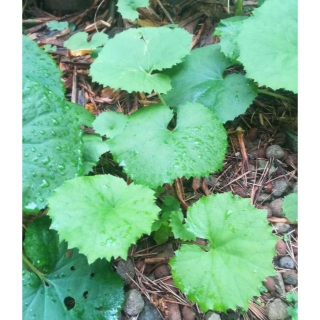 ●●今が植え替え時●●　蕗　フキ　ふき　抜き苗３本以上　無肥料　無農薬　自然栽培 食品/飲料/酒の食品(その他)の商品写真