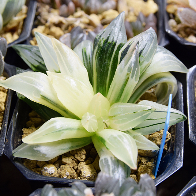 ハオルチア 多肉植物 アトロフスカミュータント錦 極上斑 tic-guinee.net