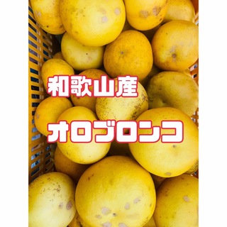 ⭐︎和歌山産⭐︎オロブロンコ(スウィーティー同品種) 柑橘　みかん(フルーツ)