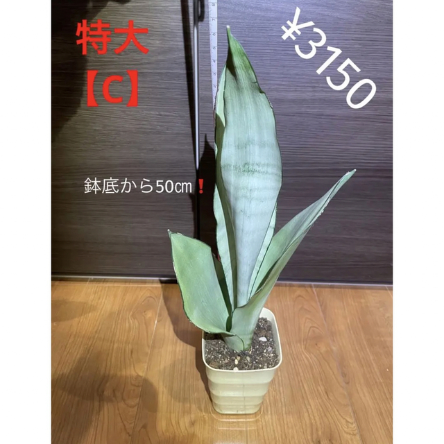 コレ❗️全部❗️❗️ムーンシャイン❗️potのままヤマト配送します❗️ 5