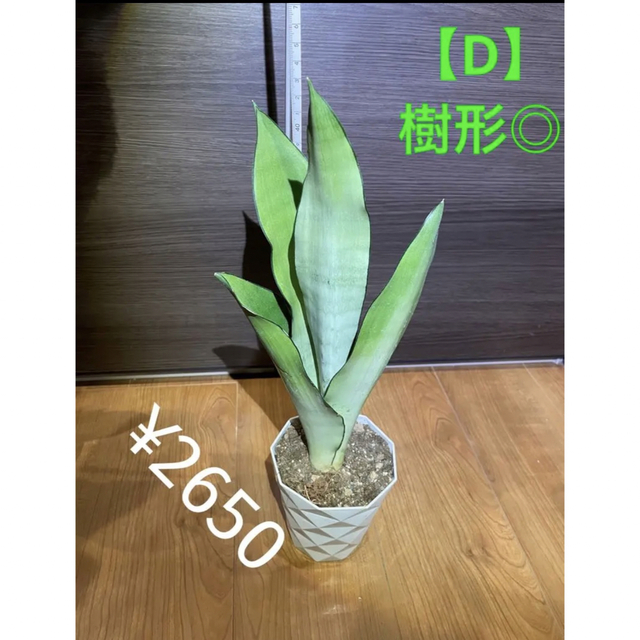 コレ❗️全部❗️❗️ムーンシャイン❗️potのままヤマト配送します❗️ 6
