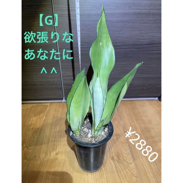 コレ❗️全部❗️❗️ムーンシャイン❗️potのままヤマト配送します❗️ 9