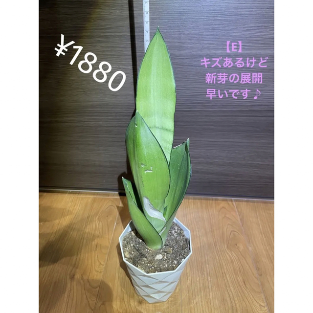 コレ❗️全部❗️❗️ムーンシャイン❗️potのままヤマト配送します❗️ 7